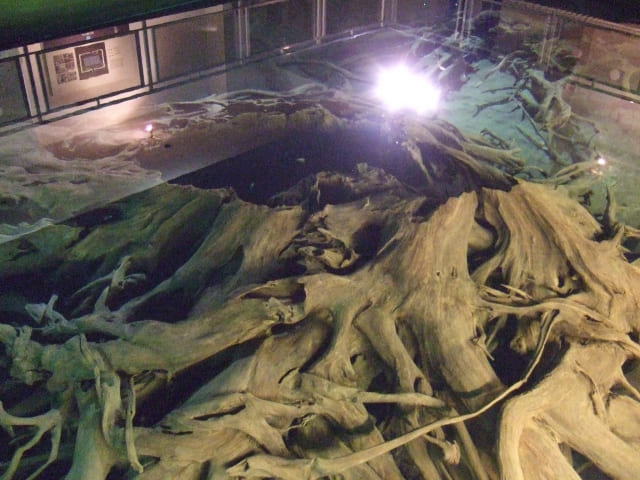 魚津埋没林博物館の画像