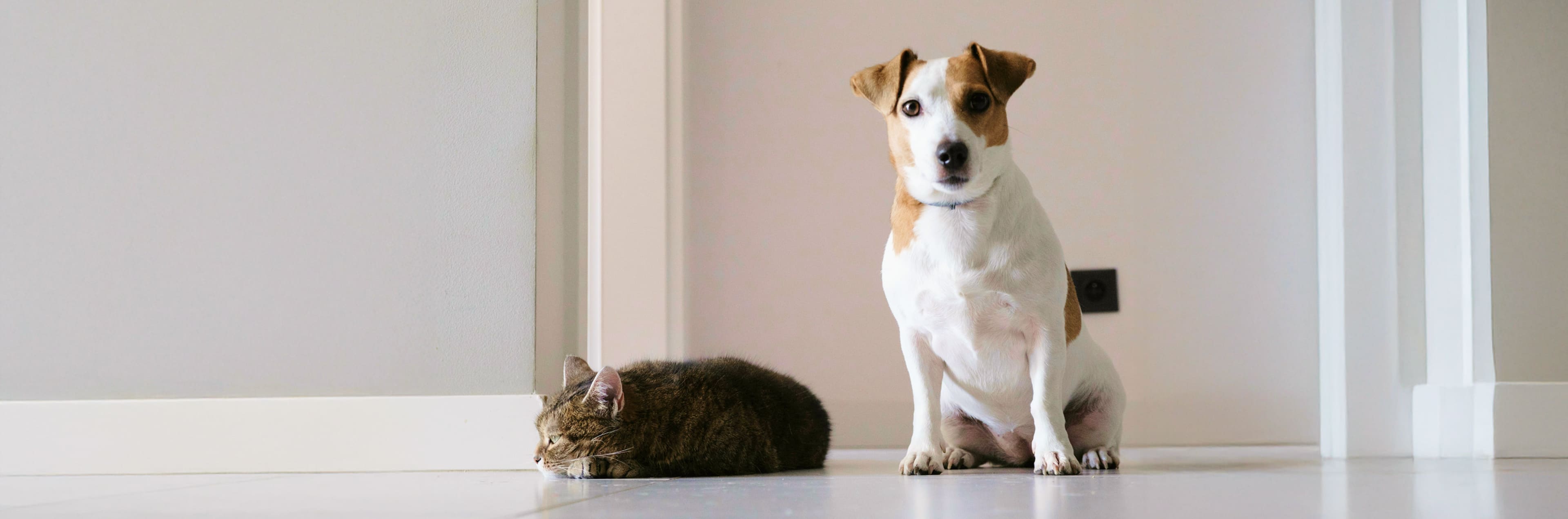 犬と猫が部屋で並んでいる画像