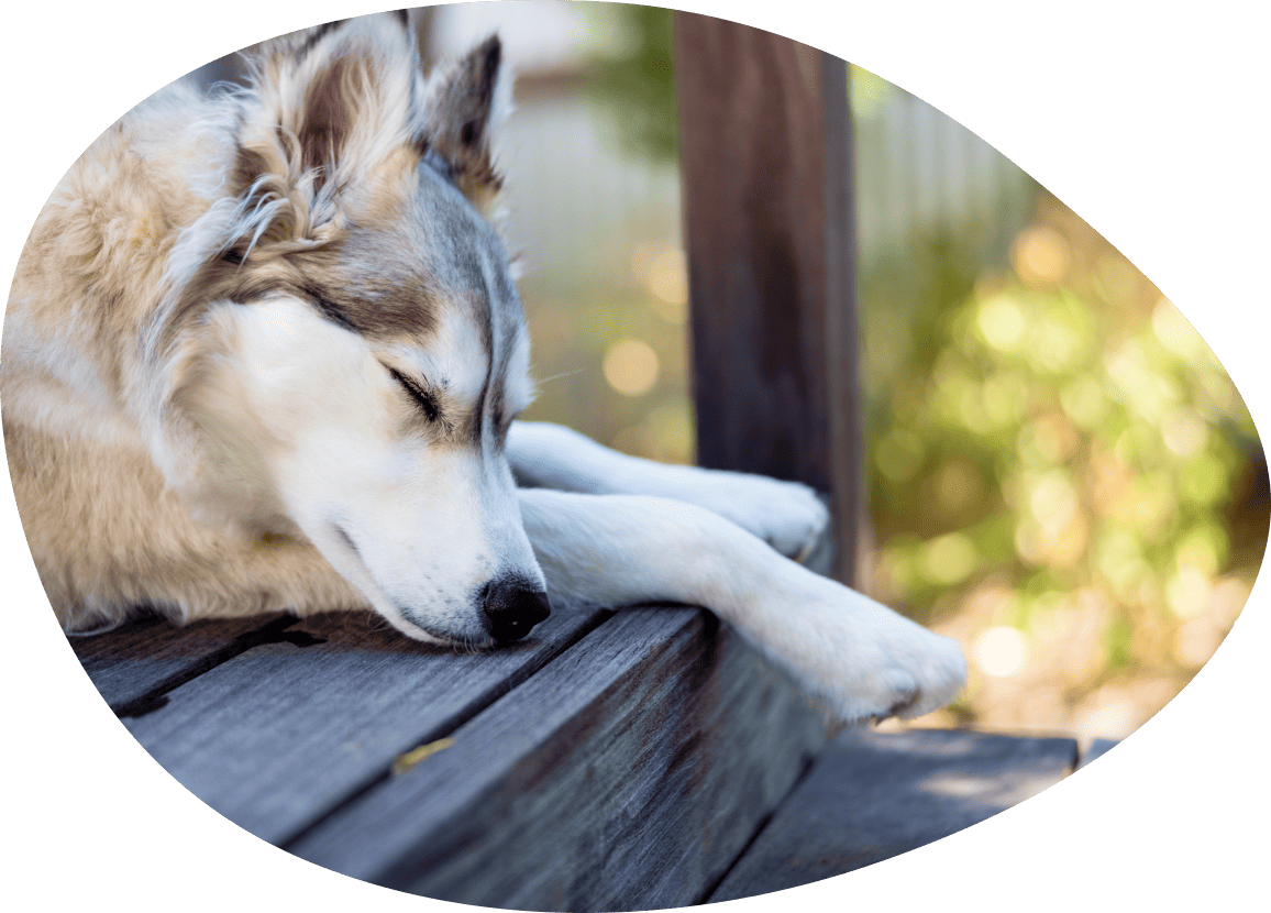 少し辛そうな犬の画像