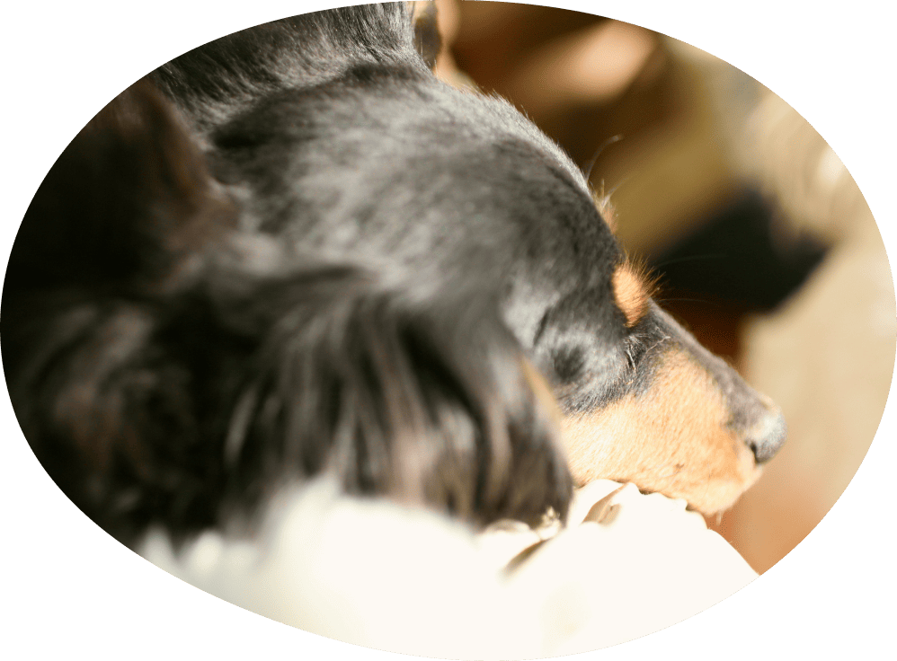 横になり目をつむる犬の画像
