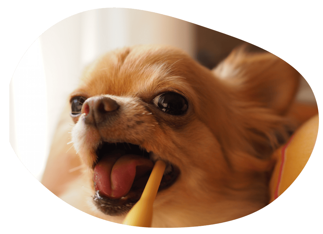 歯磨きをする犬の画像