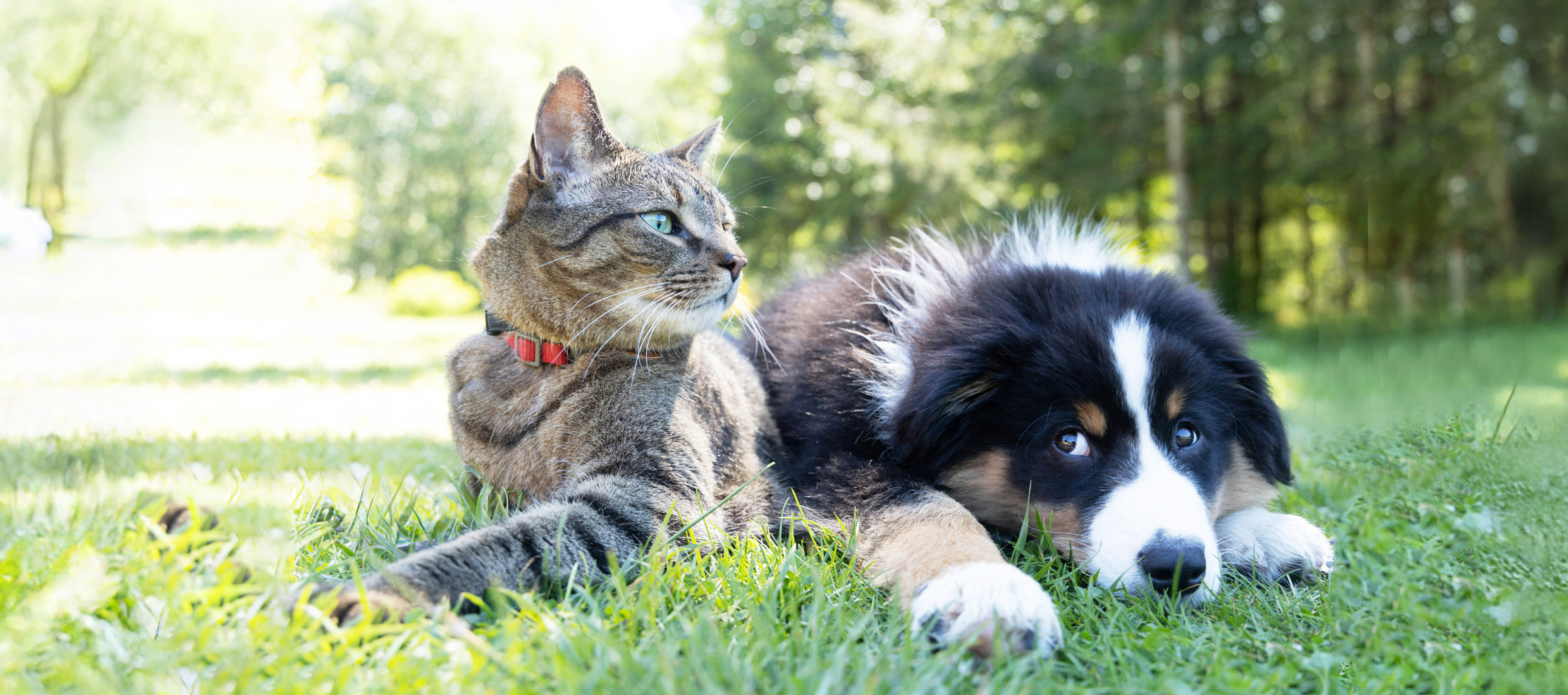 犬と猫のリラックスした画像